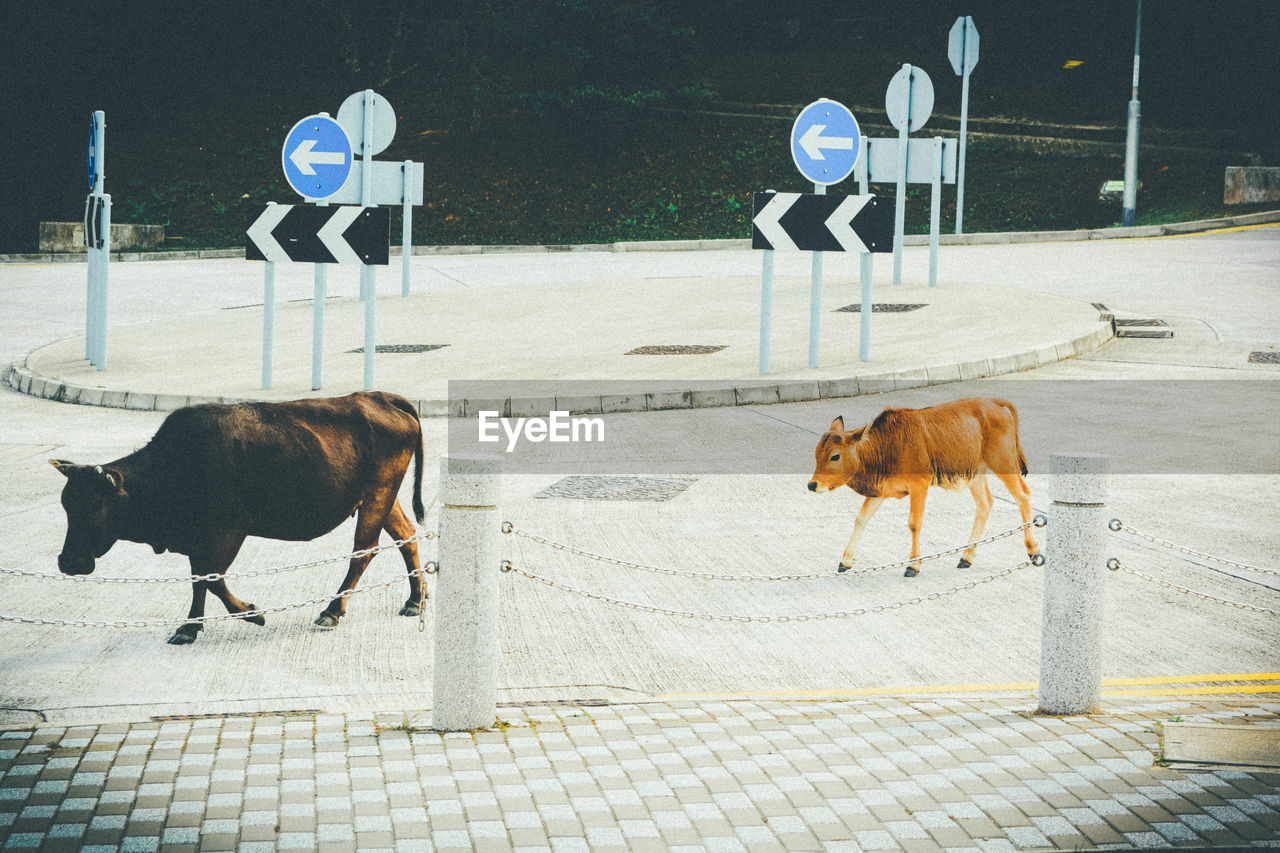 Cows on street