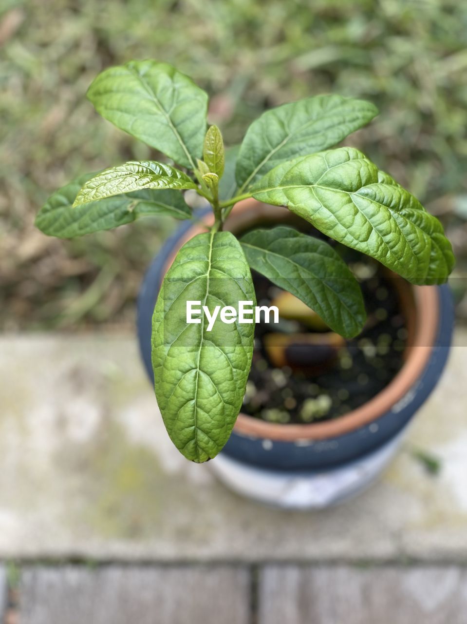 CLOSE-UP OF POTTED PLANT IN POT