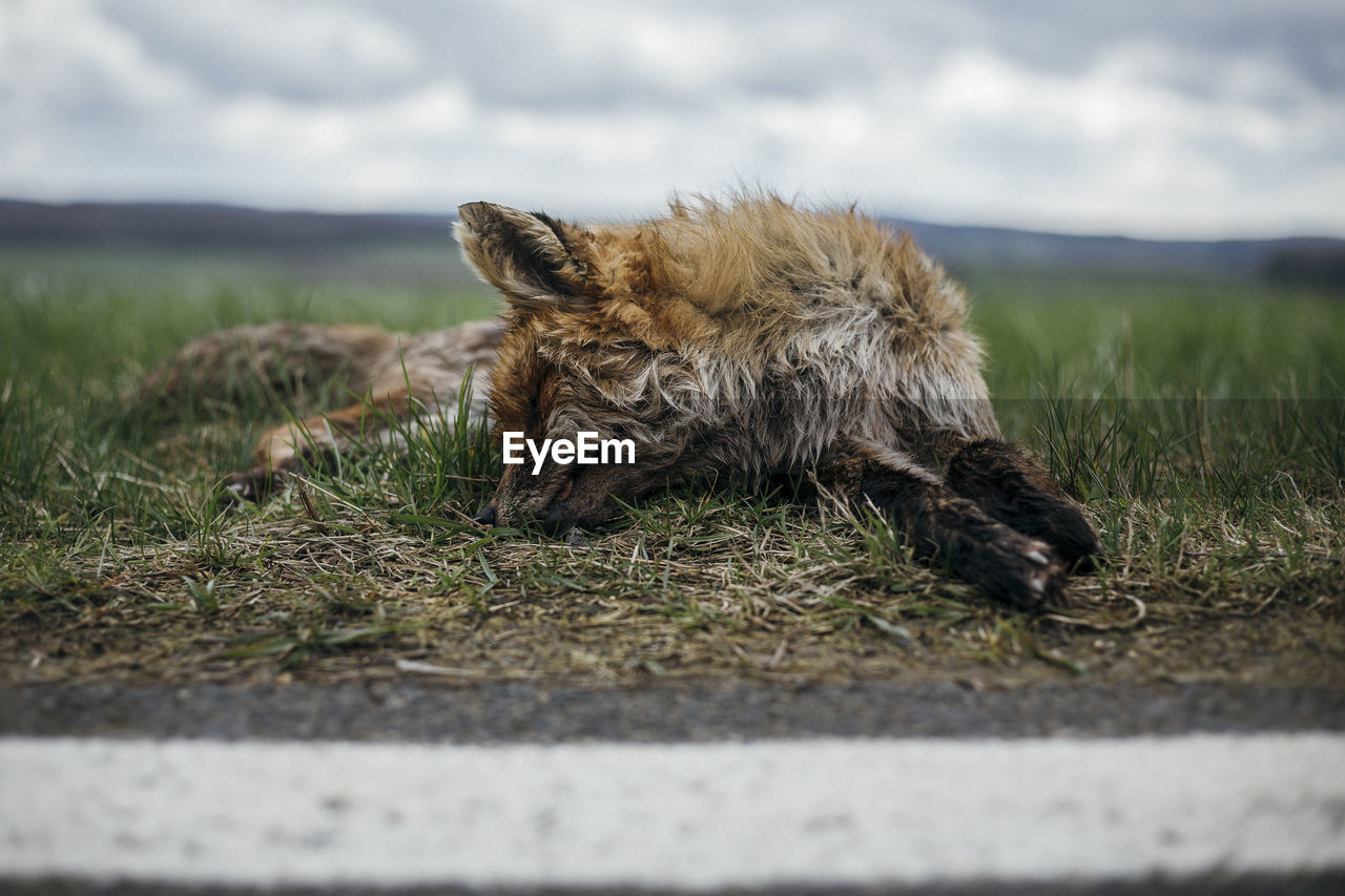 Dead fox on roadside against sky