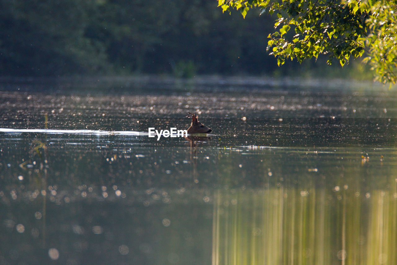 Roe deer swimming in the drava river during the flood