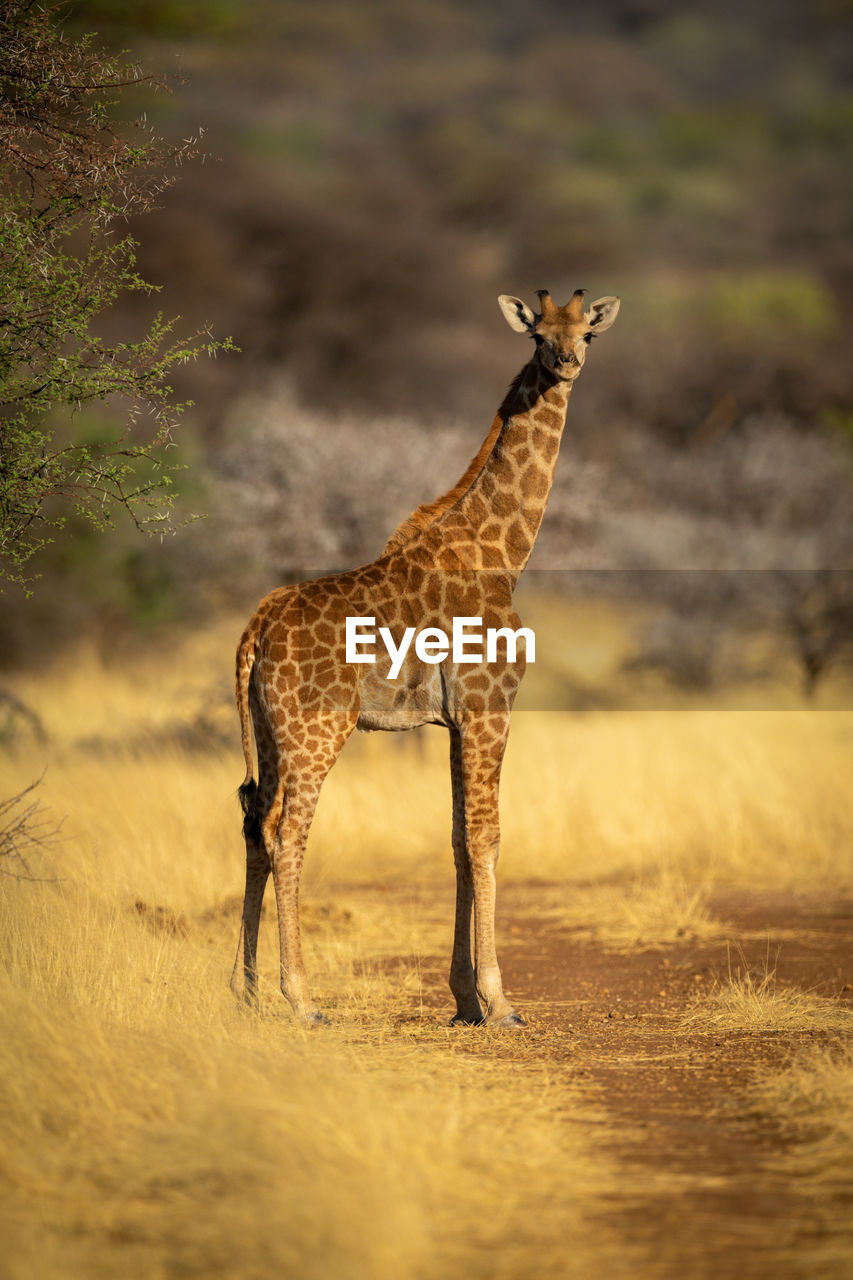 Southern giraffe stands by tree eyeing camera