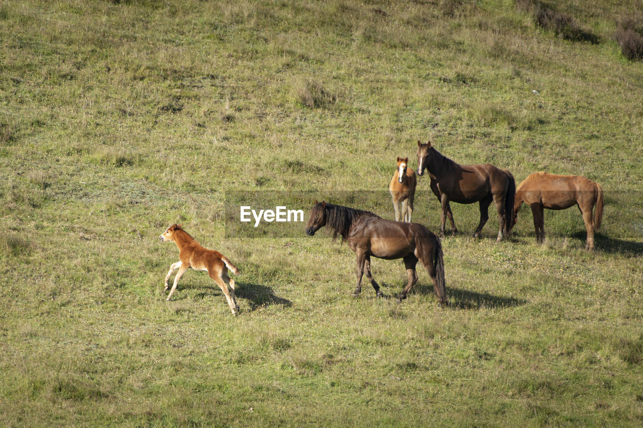 HORSES STANDING IN FIELD