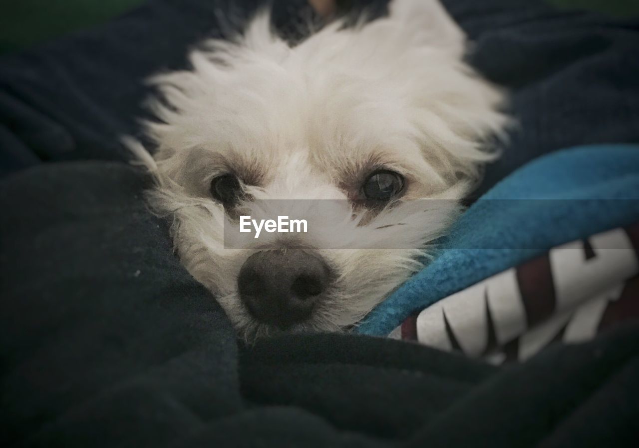 Close-up of white dog relaxing at home