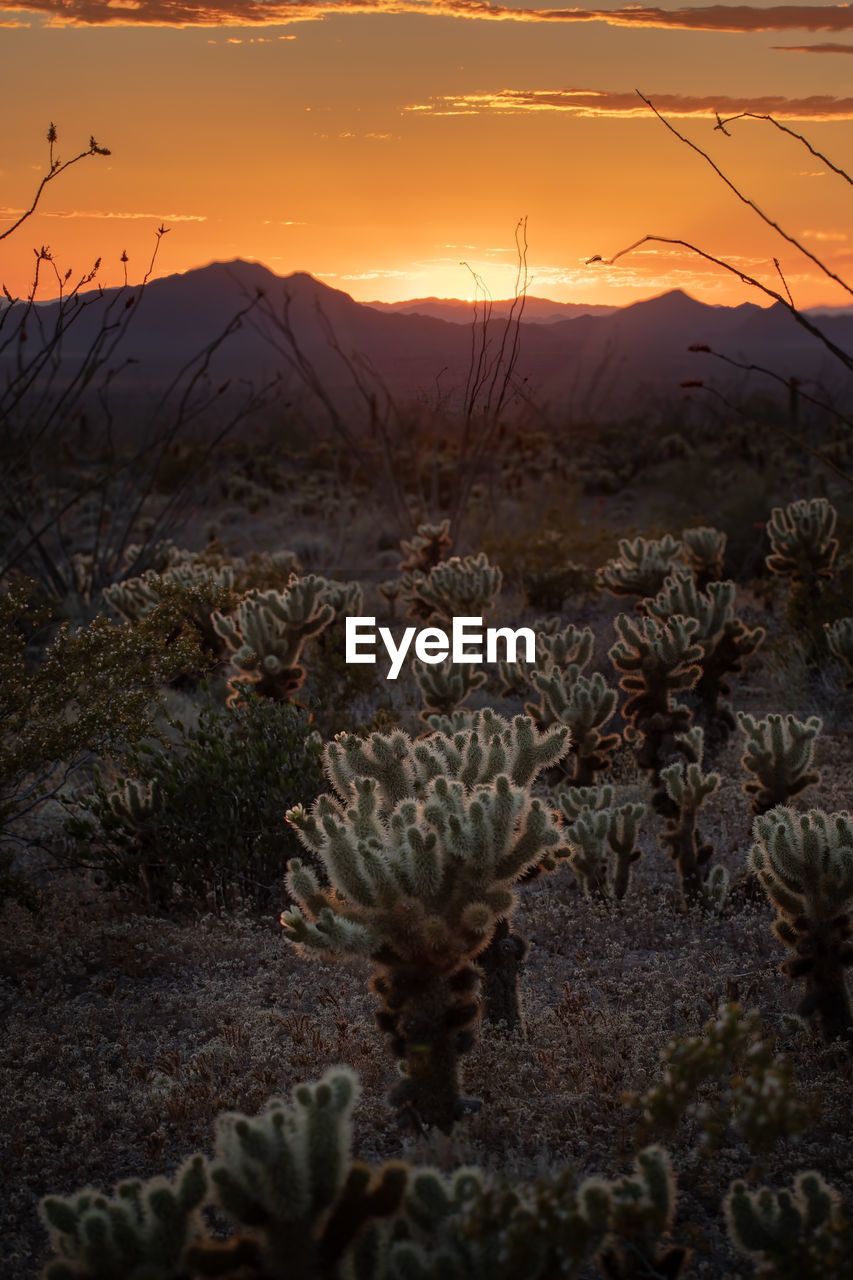 This is the picture of jumping cholla during sunset at saguaro national park, arizona, usa.