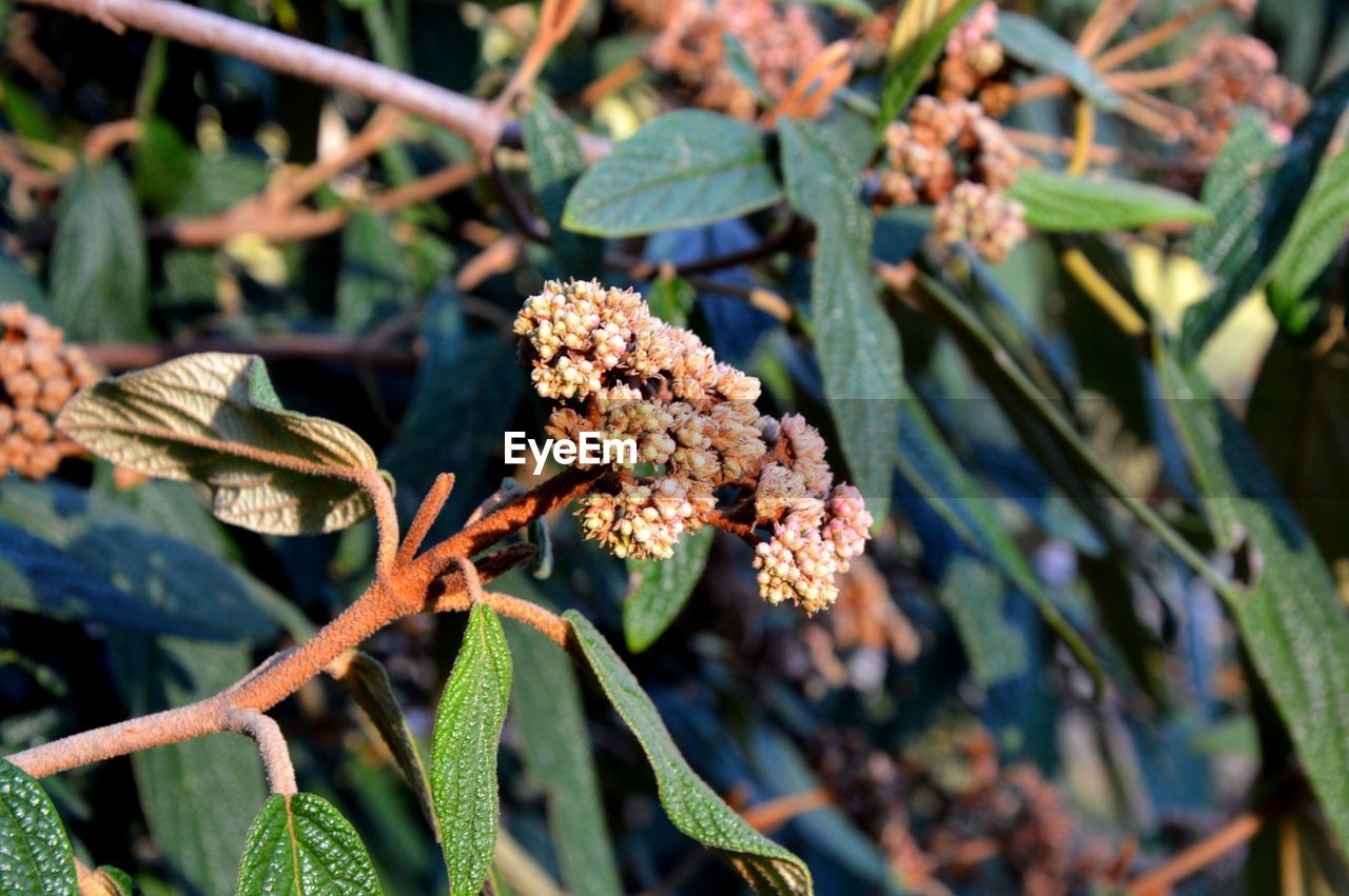 Close-up of flowering plant