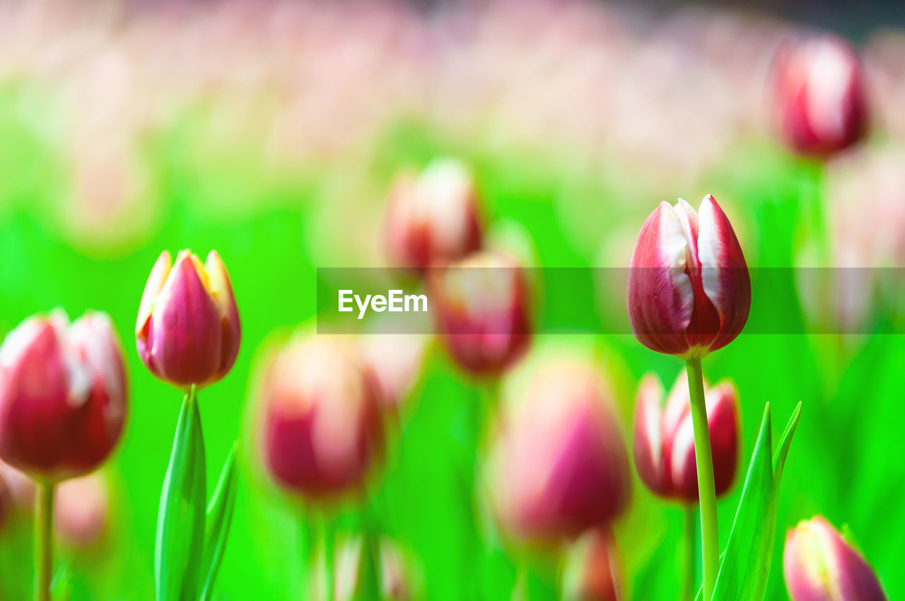 CLOSE-UP OF PINK TULIPS IN FIELD