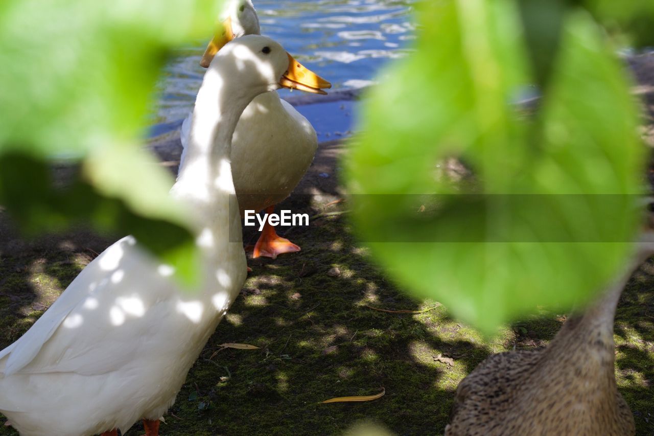 Close-up of ducks on grass