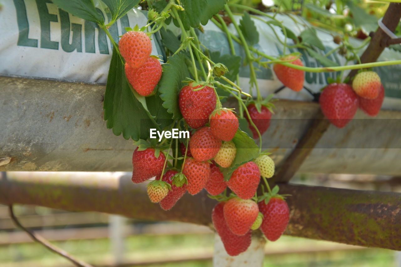 CLOSE-UP OF STRAWBERRIES GROWING IN FARM