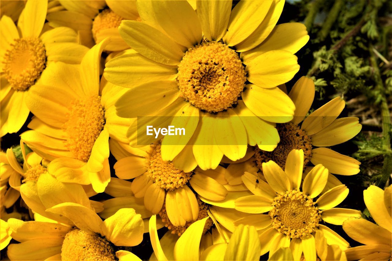 Close-up of yellow flowering plant