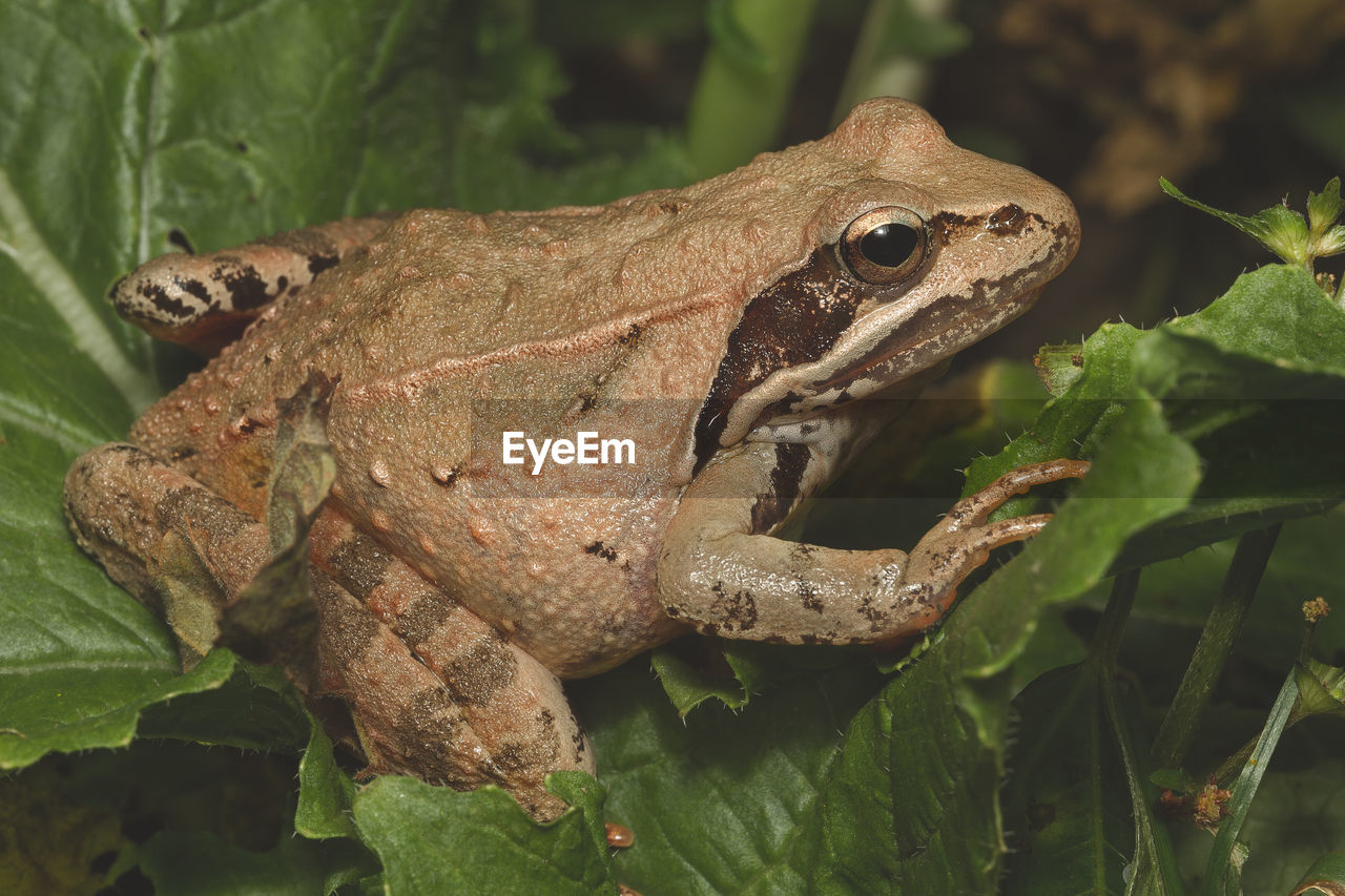 CLOSE-UP OF A FROG ON LEAF