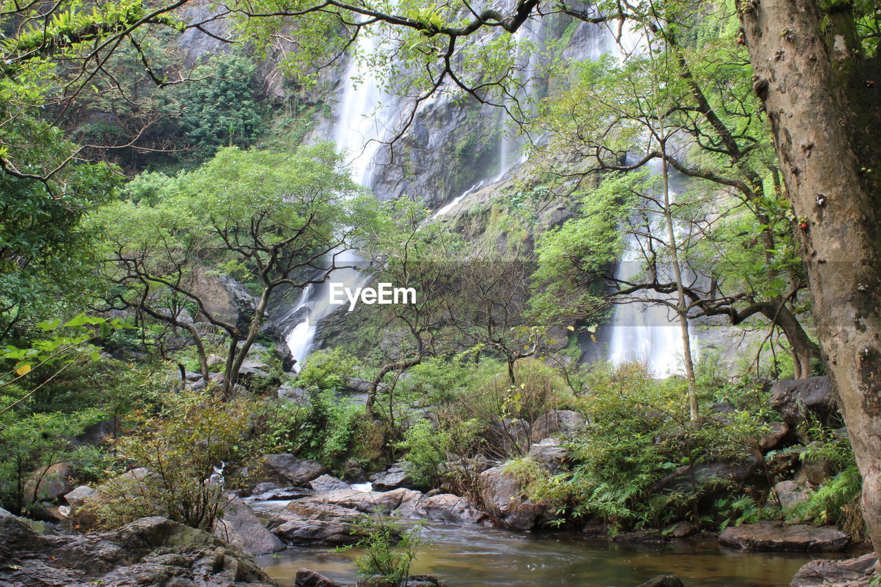 TREES GROWING IN FOREST