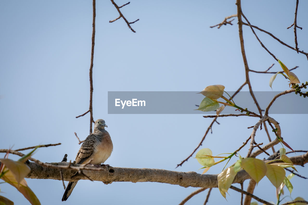 animal, animal themes, animal wildlife, bird, wildlife, tree, branch, nature, plant, perching, sky, no people, clear sky, group of animals, twig, outdoors, beauty in nature, flower, leaf, low angle view, day, plant part