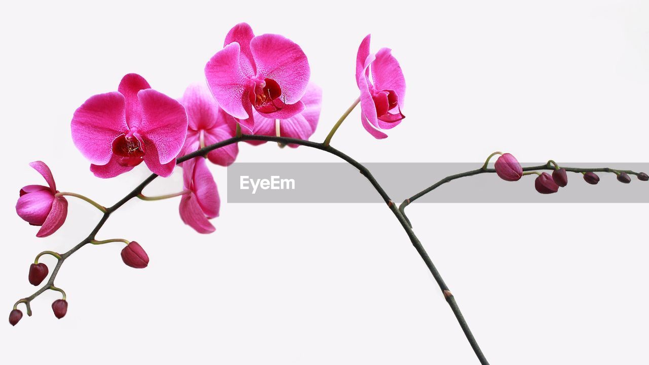Close-up of pink orchids against white background