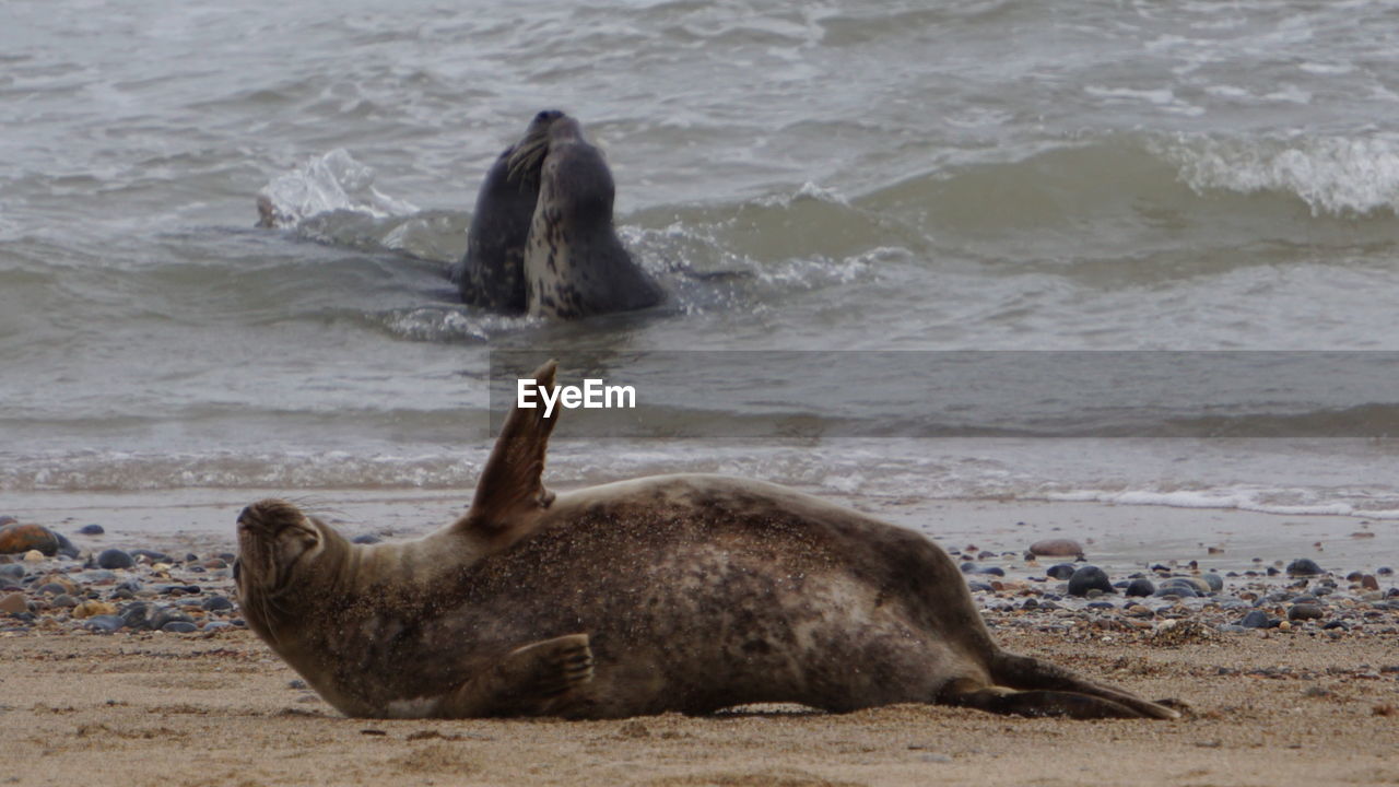 CLOSE-UP OF SEA LION ON SHORE