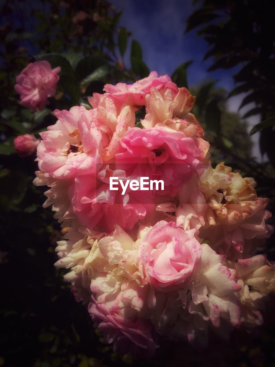 CLOSE-UP OF PINK FLOWERS BLOOMING