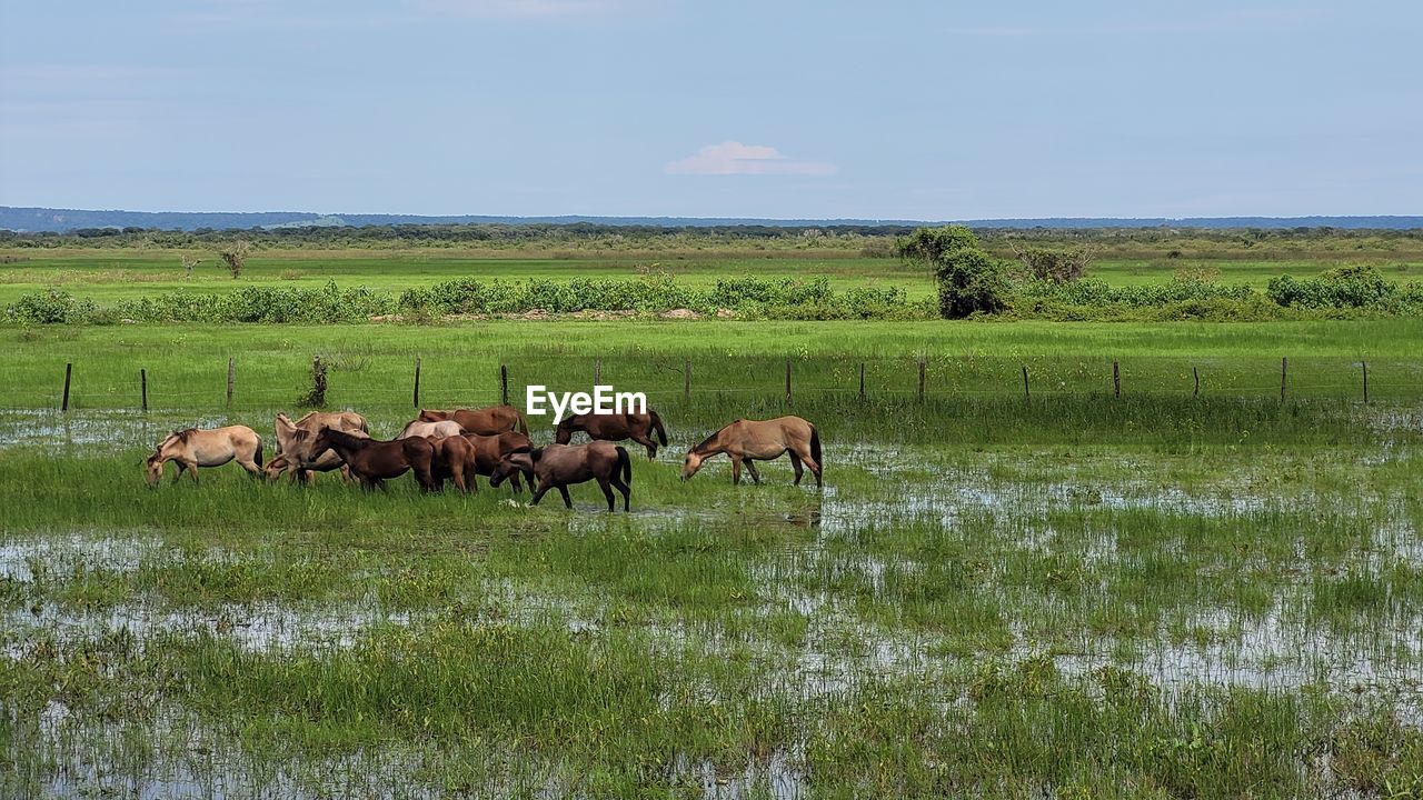 pasture, animal, grassland, animal themes, natural environment, mammal, plain, prairie, grazing, steppe, group of animals, animal wildlife, grass, field, herd, domestic animals, plant, meadow, landscape, rural area, sky, wildlife, environment, nature, livestock, land, green, beauty in nature, no people, agriculture, wilderness, wetland, savanna, marsh, large group of animals, day, cattle, scenics - nature, pet, cloud, water, non-urban scene, outdoors, tranquil scene, herbivorous, tranquility, safari, ranch, rural scene, horizon, growth