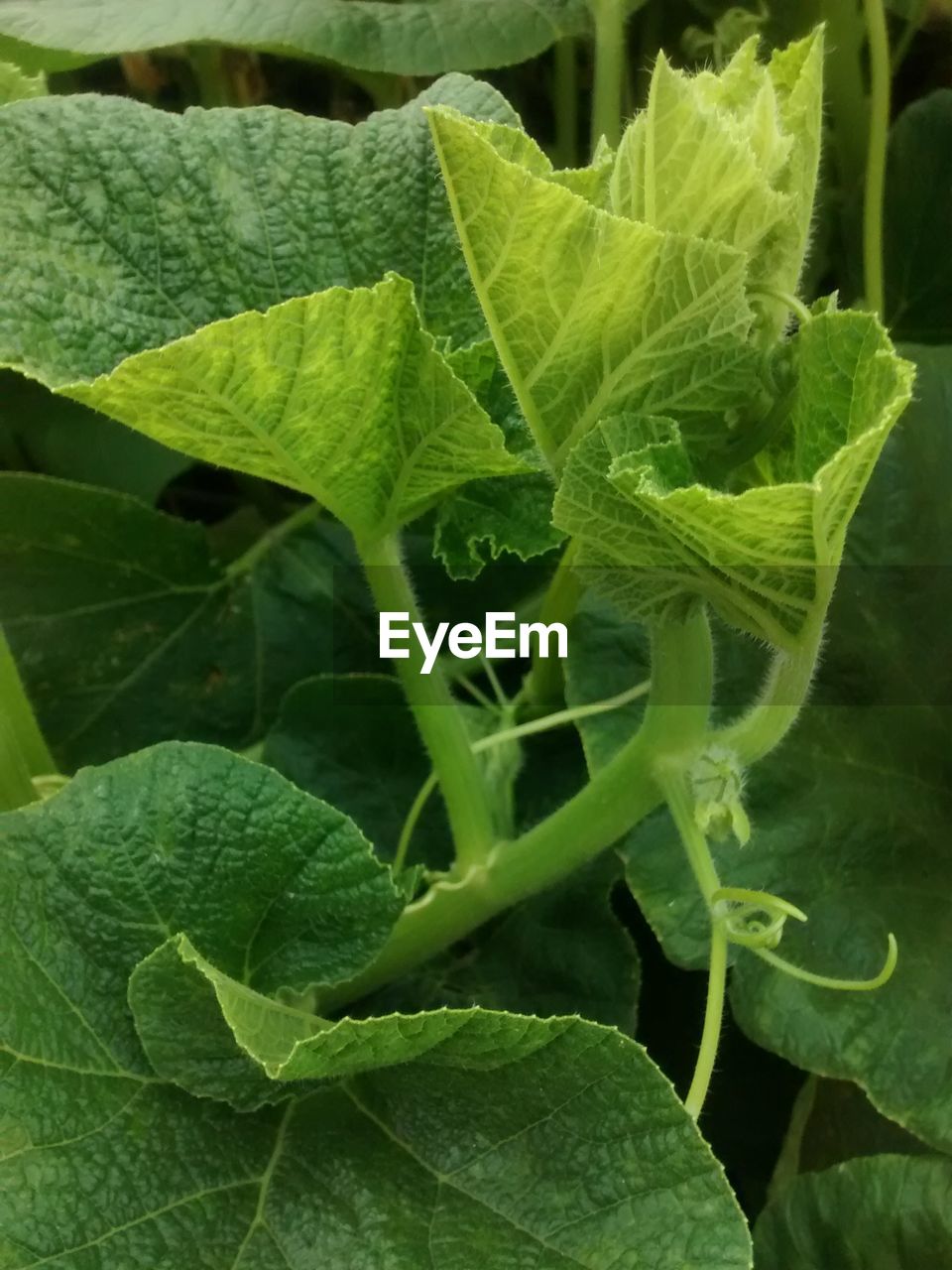 FULL FRAME SHOT OF FRESH GREEN PLANT