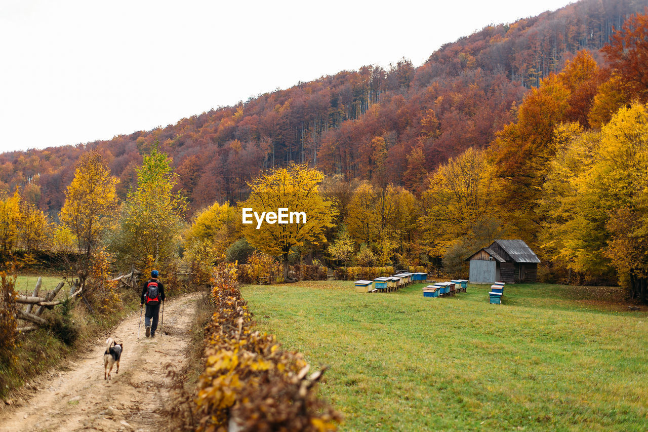 Hiker and dog walking on road near bee hives in autumn forest