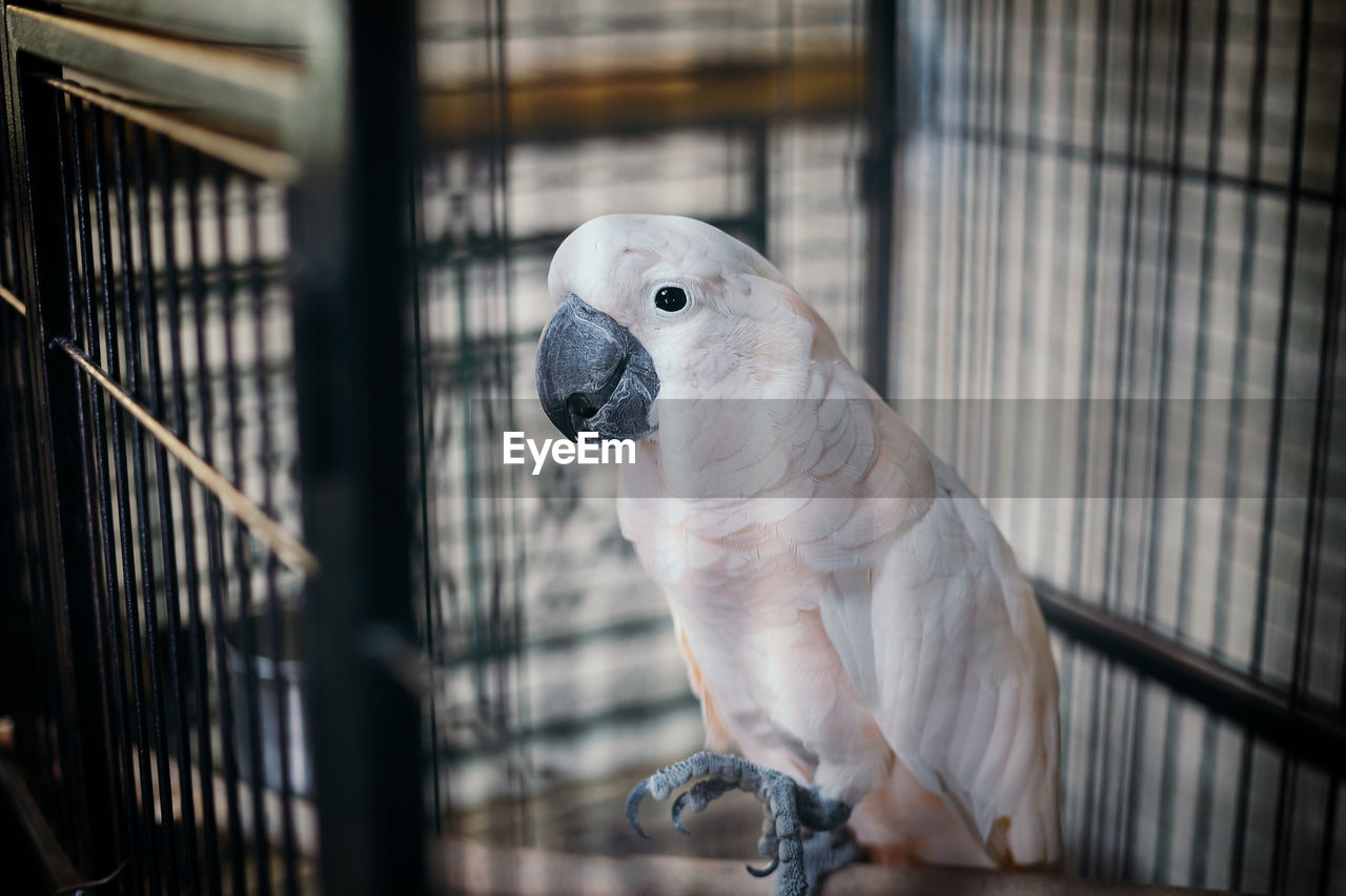 CLOSE-UP OF BIRD IN CAGE