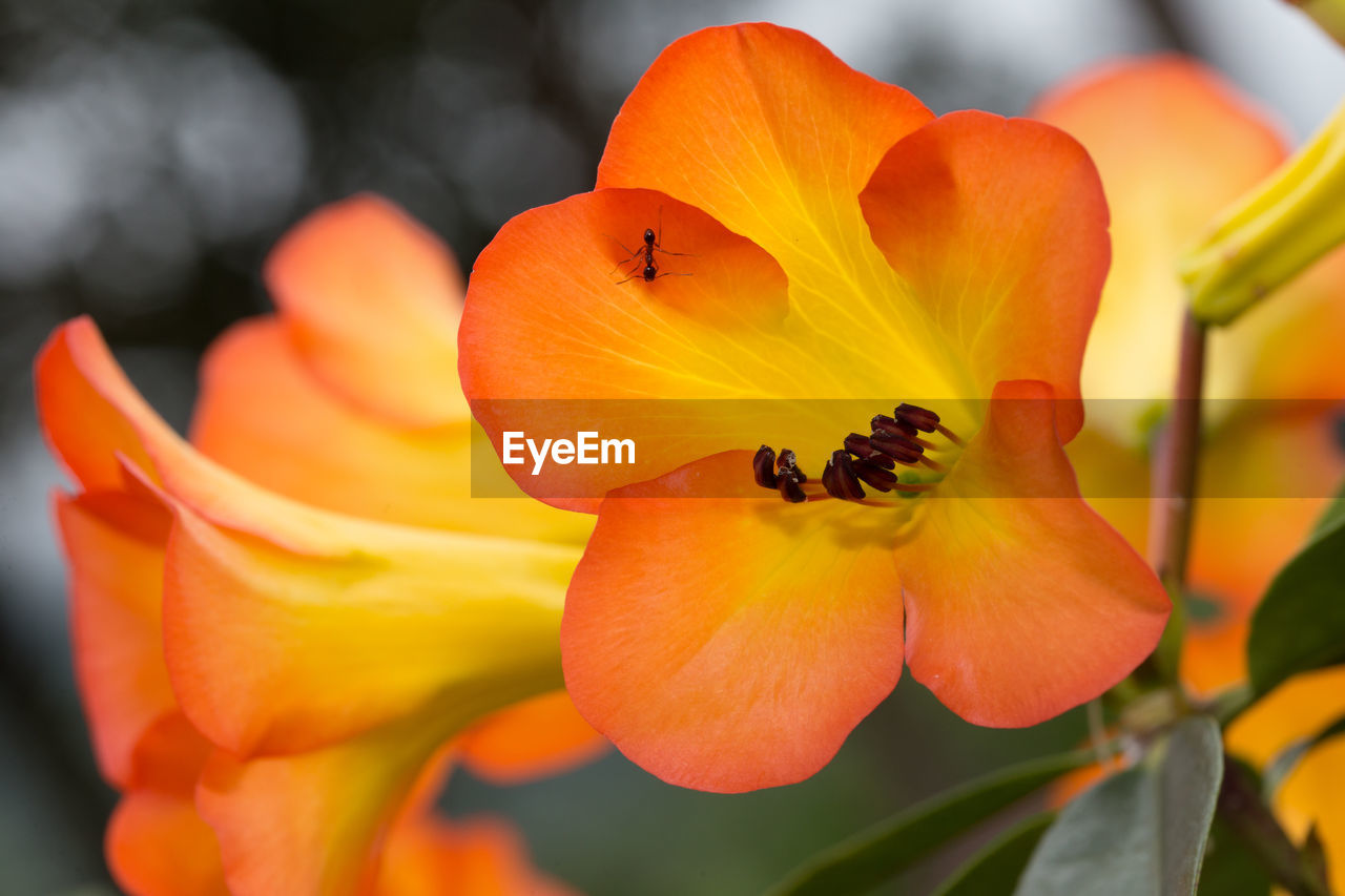 Detail shot of flowers