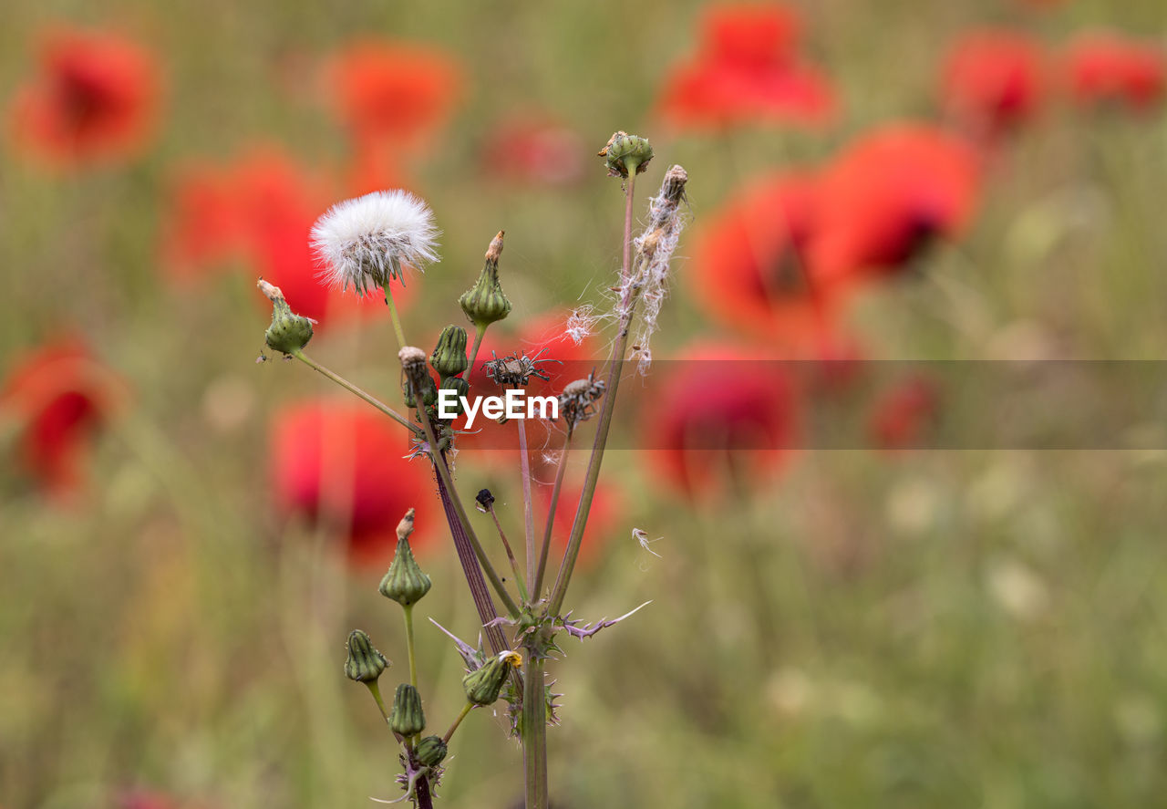 CLOSE-UP OF RED FLOWERING PLANT ON FIELD