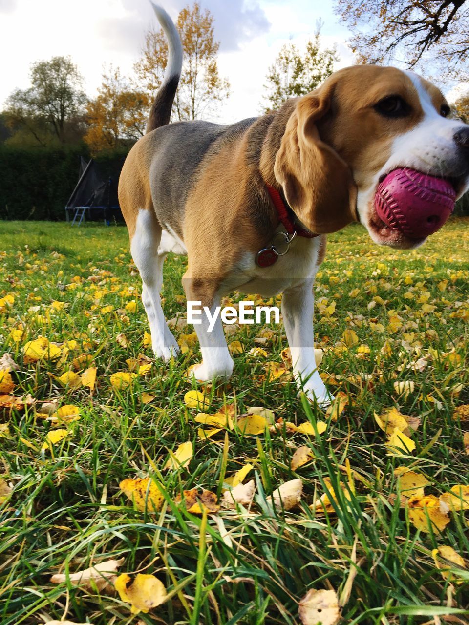 DOG STANDING ON FIELD AGAINST SKY