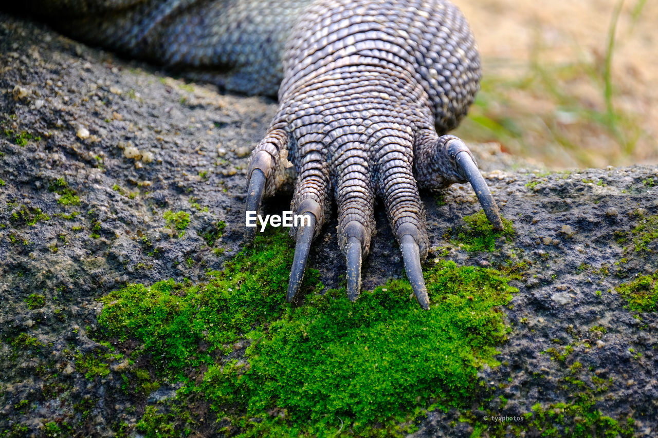 Close-up of komodo dragon claw.