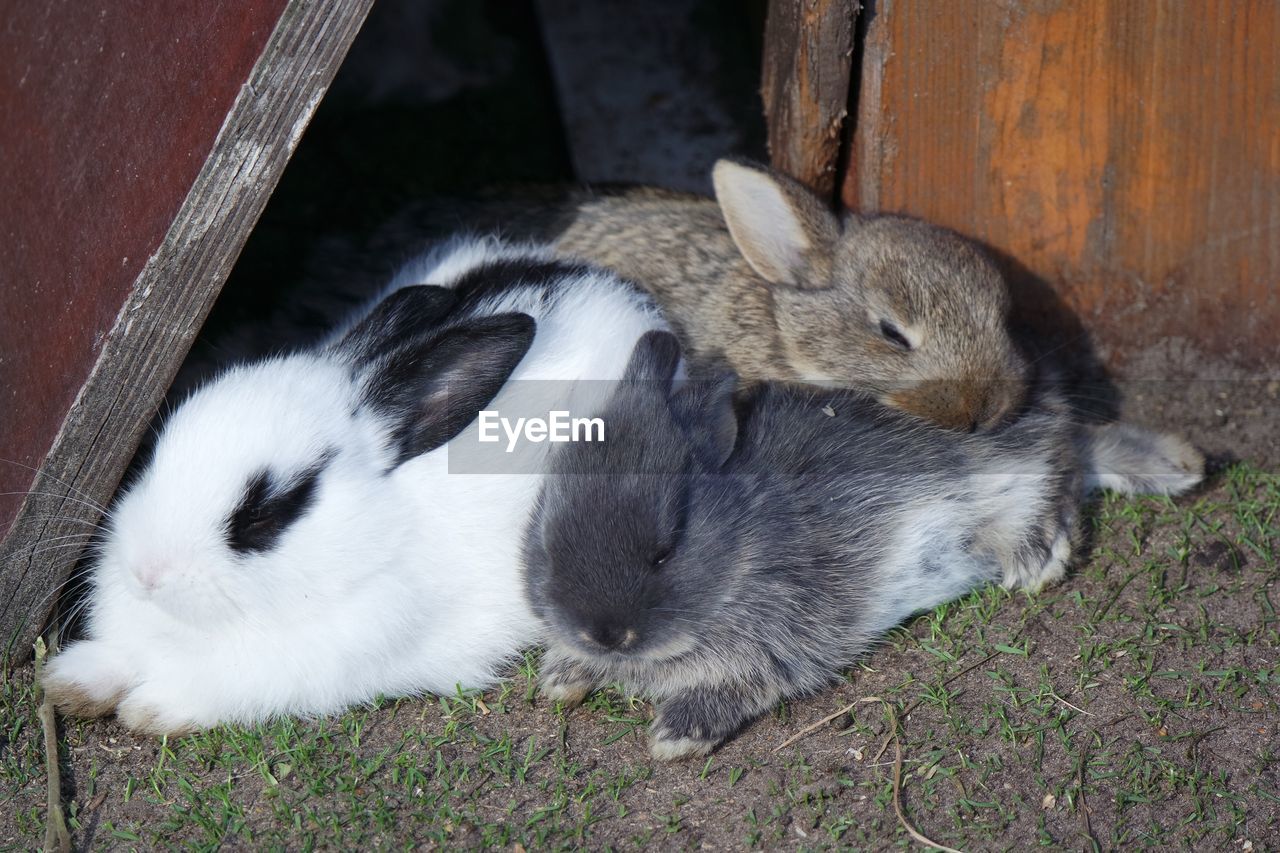 Close-up of rabbits sleeping on field