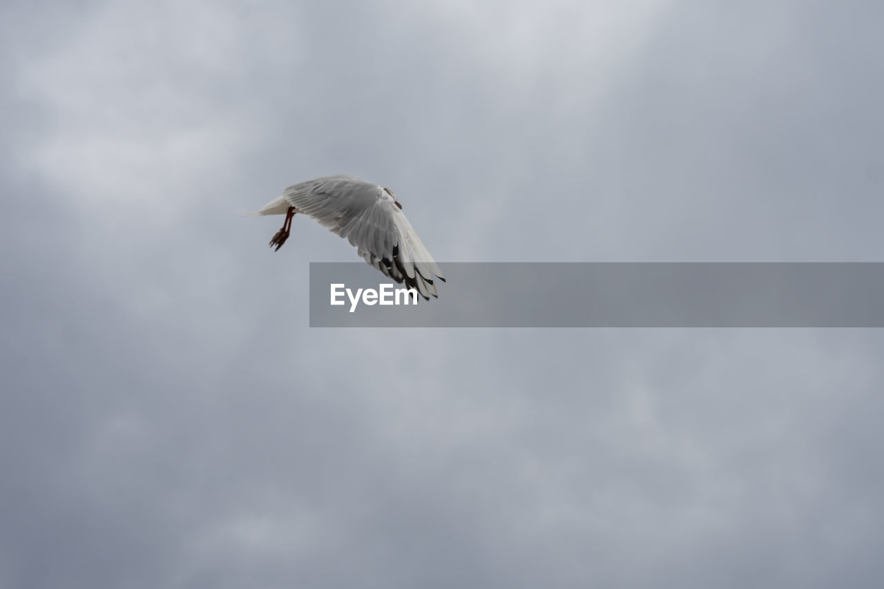 Low angle view of seagull flying in sky