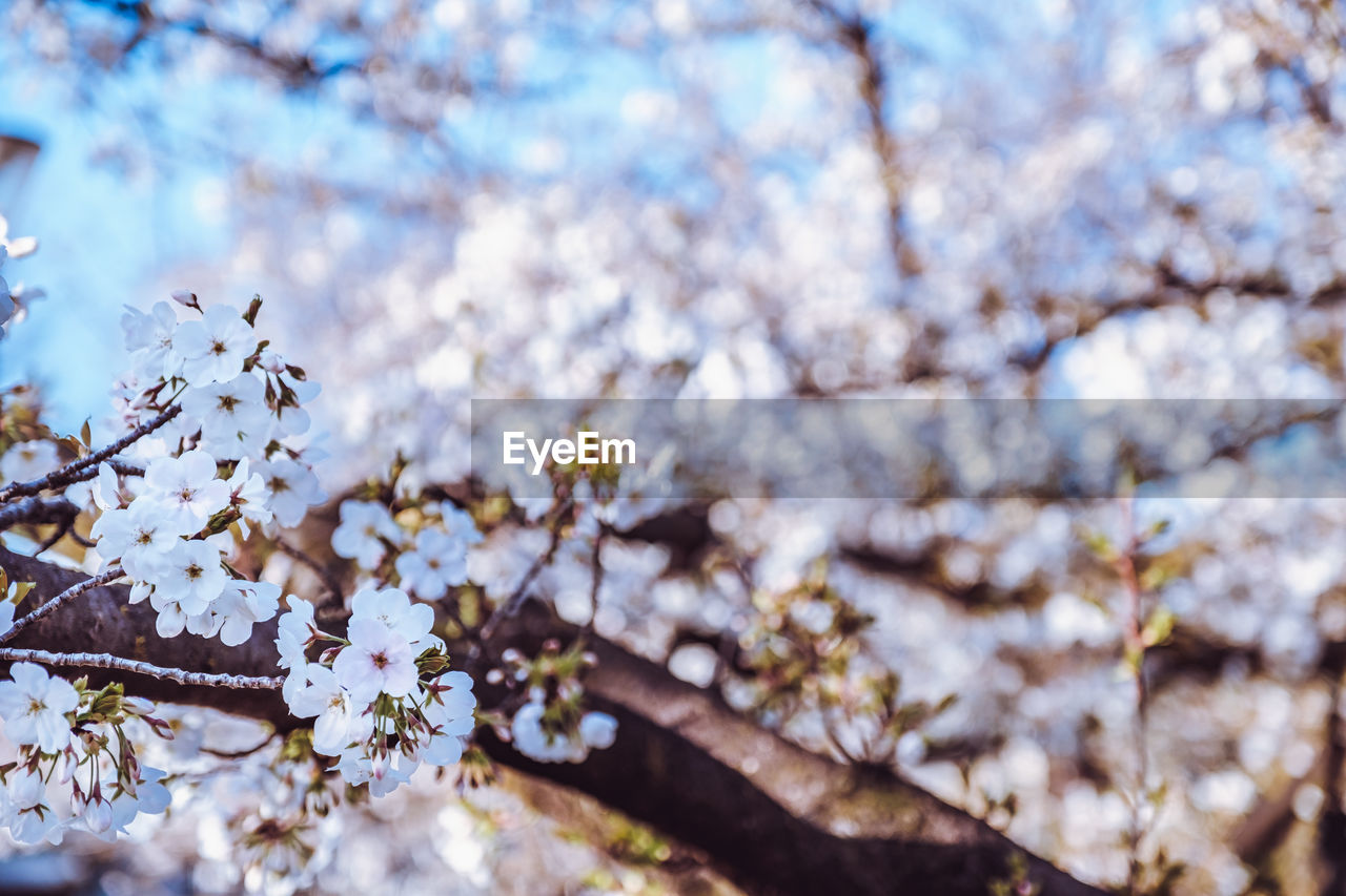 Low angle view of cherry blossom