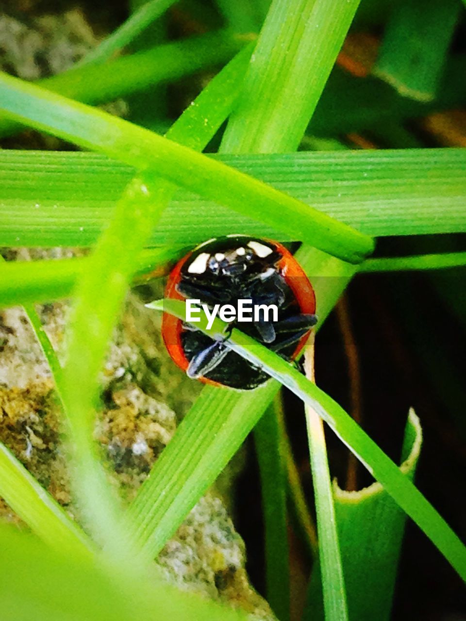 Close-up of ladybug on blade of grass