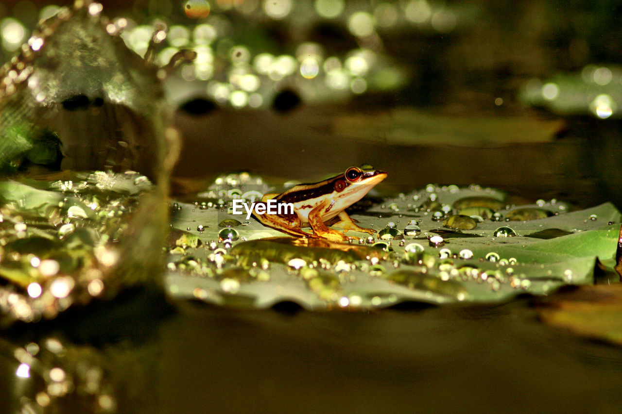 Frog on wet leaf in pond