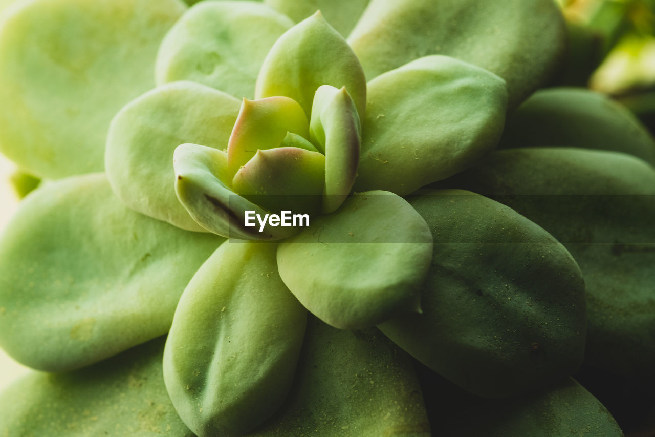 FULL FRAME SHOT OF FRUITS