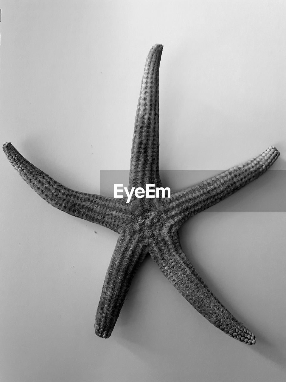 High angle view of starfish 