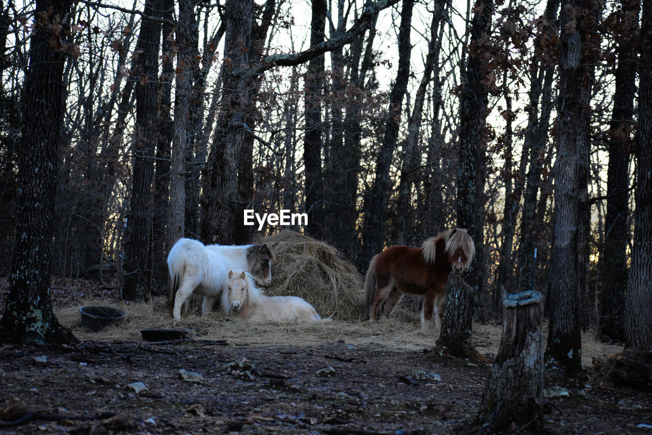 Horses in the forest