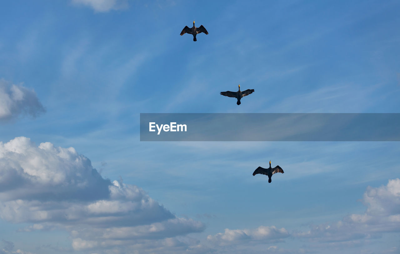 Flying black herons in the blue cloudy sky.