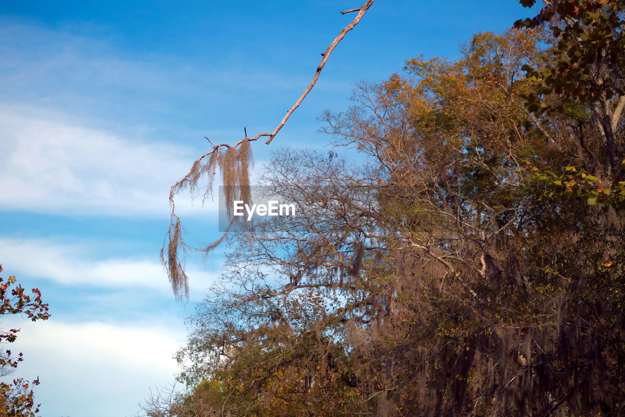 LOW ANGLE VIEW OF EAGLE HANGING ON TREE