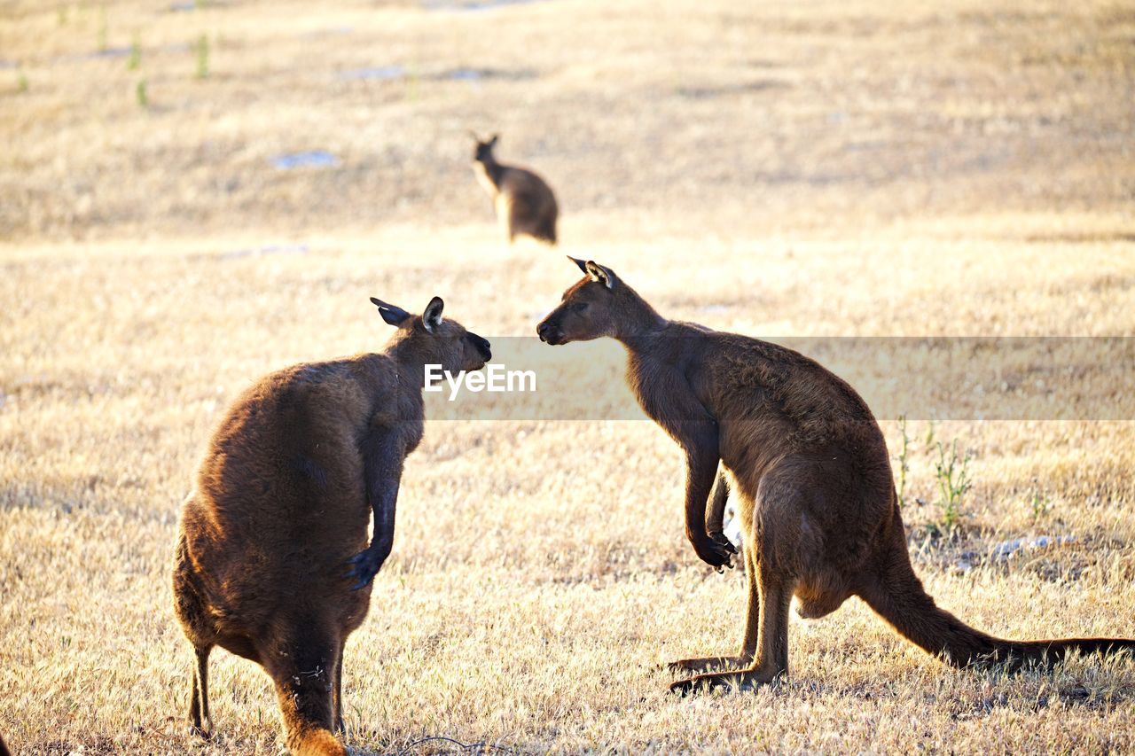 Two male kangaroos fighty