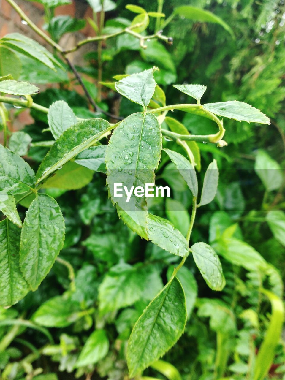 CLOSE-UP OF GREEN LEAVES