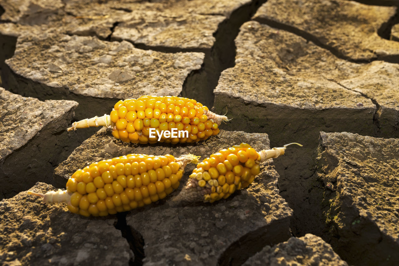 High angle view of corns on cracked field