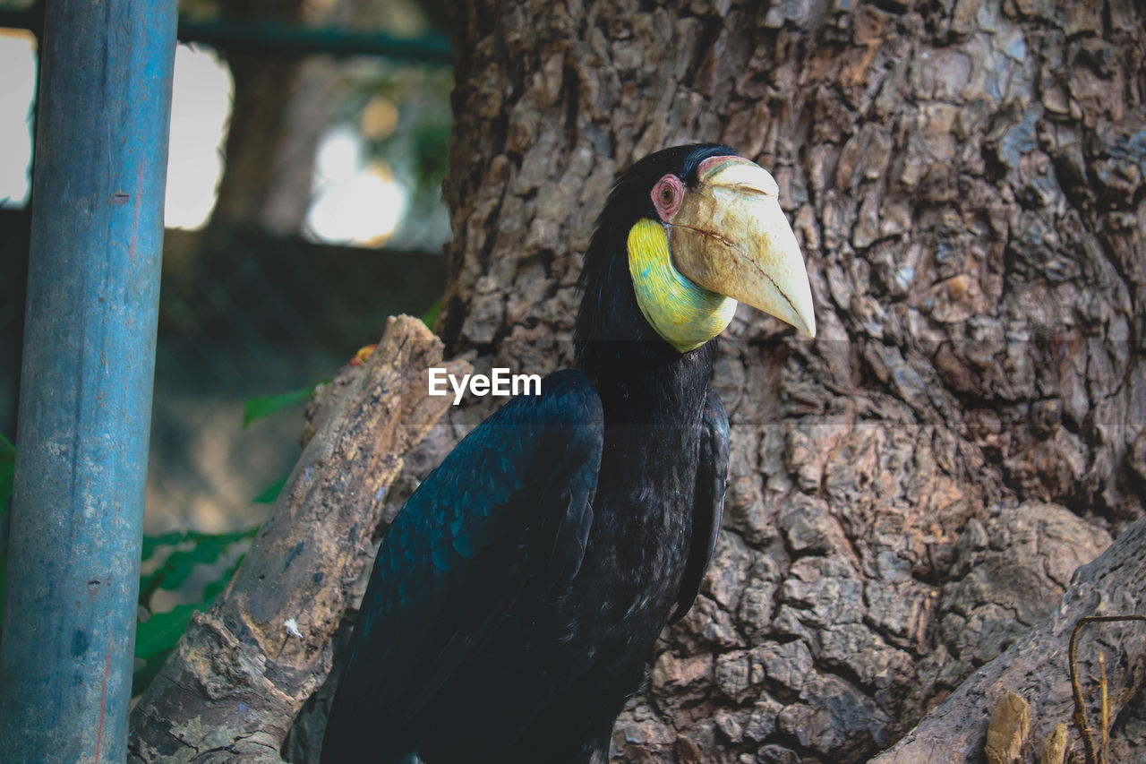 CLOSE-UP OF A BIRD PERCHING ON TREE