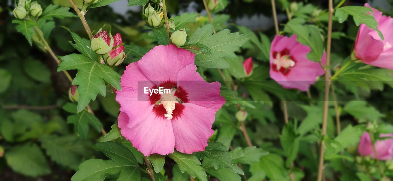 flower, flowering plant, plant, freshness, beauty in nature, pink, petal, close-up, flower head, inflorescence, nature, plant part, leaf, growth, fragility, green, no people, focus on foreground, outdoors, pollen, magenta, blossom, day, botany, springtime