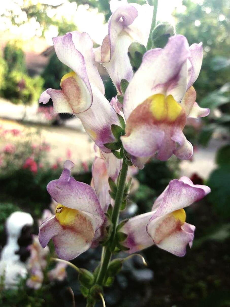 CLOSE-UP OF FLOWER BLOOMING OUTDOORS