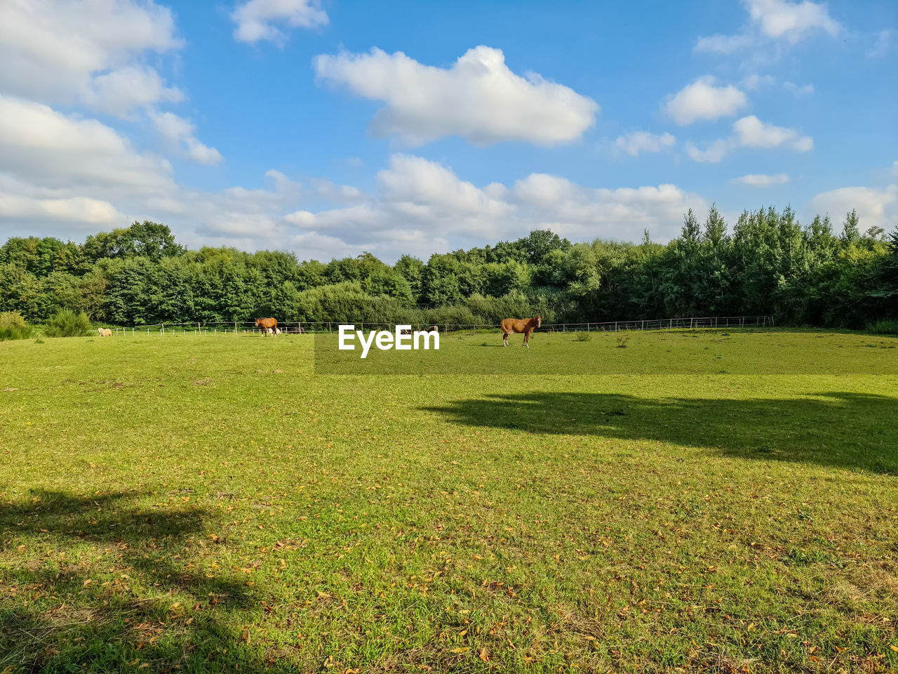 VIEW OF GRASSY FIELD AGAINST SKY