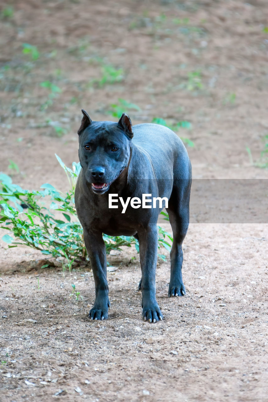 PORTRAIT OF DOG ON FIELD