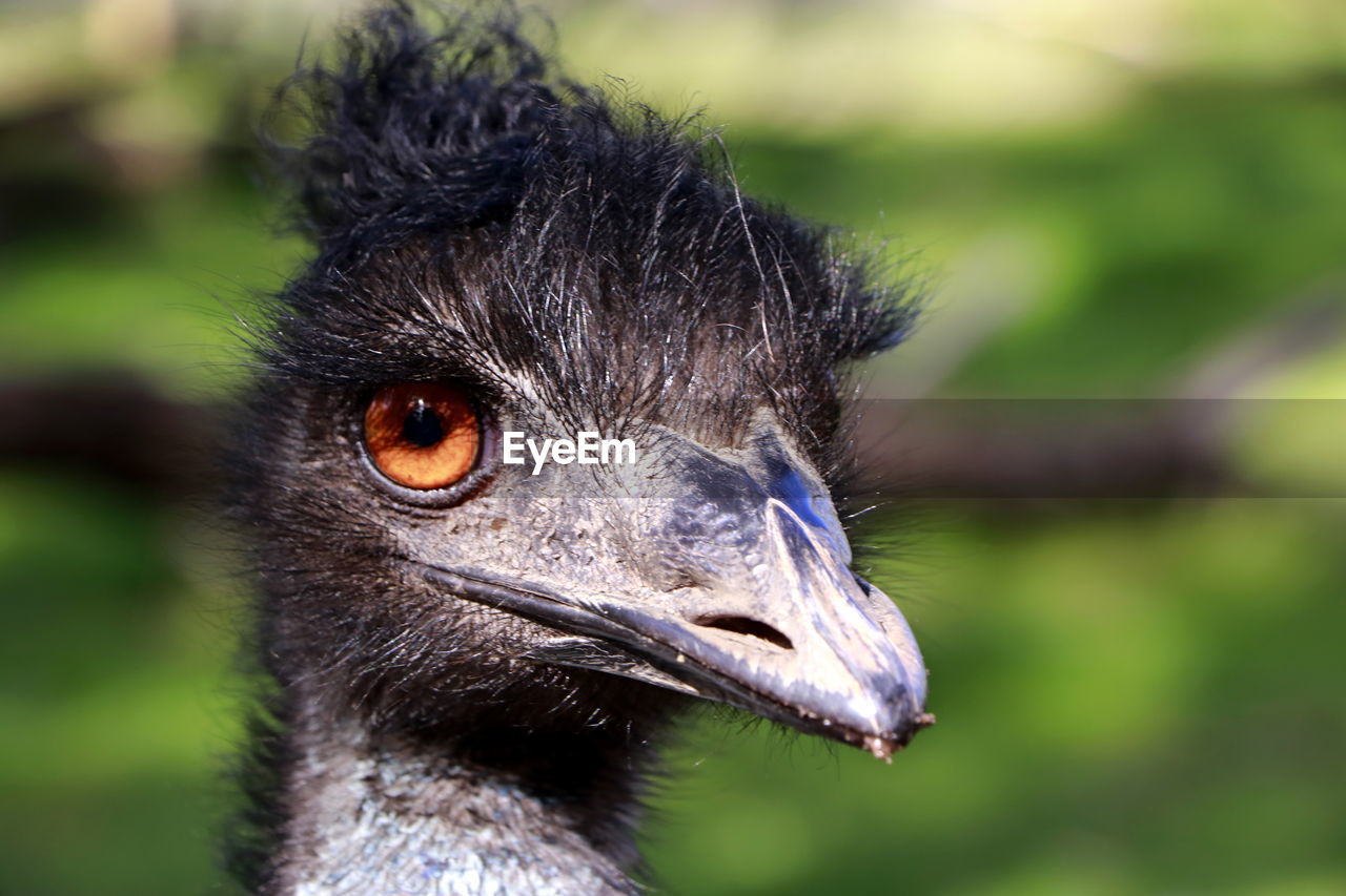 CLOSE-UP OF A BIRD