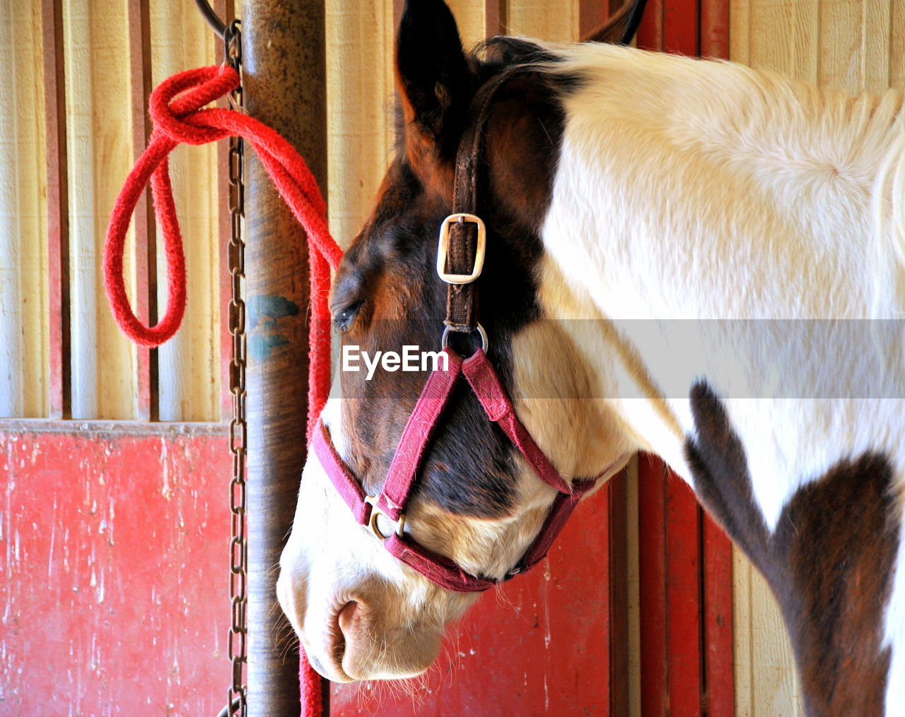Close-up of horse in barn.