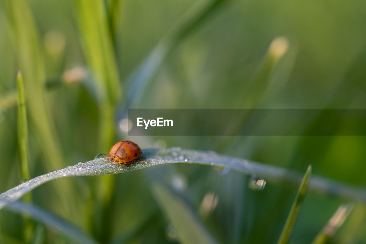 CLOSE-UP OF LADYBUG ON GRASS