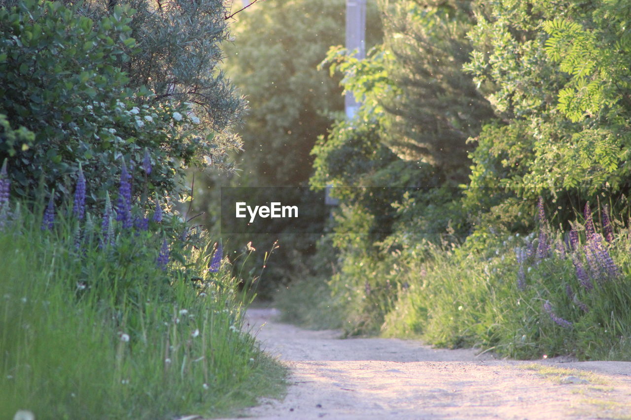 Footpath leading towards forest