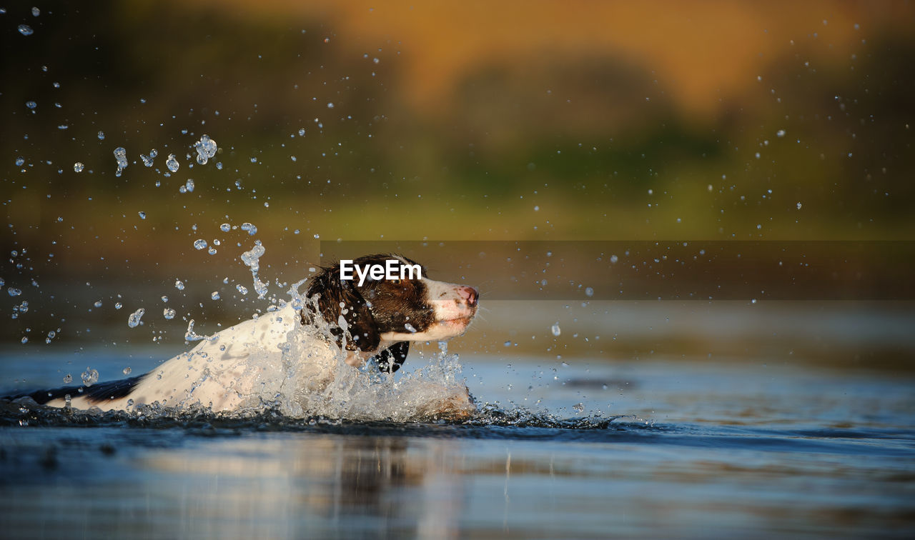 Dog splashing water in lake